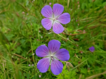 Geranium pratense Johnsons Blue - Wiesen-Storchschnabel (BIO)