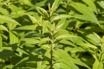 Aloysia citrodora - Zitonenverbene (BIO)