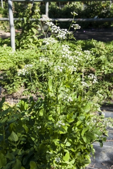Sium sisarum - Zuckerwurzel / Merk - Pflanze (BIO)