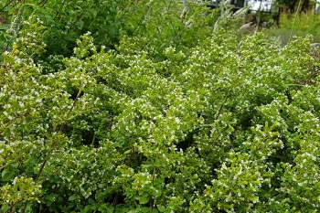Origanum vulgare Hot and Spicy - Scharfer Oregano (BIO)