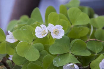 Oxalis acetosella - Wald-Sauerklee (BIO)