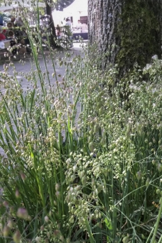 Briza media - Herz-Zittergras (BIO)