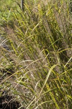 Calamagrostis brachytricha - Diamant-Reitgras (BIO)