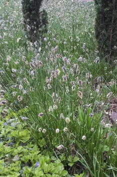Sesleria heufleriana - Grnes Kopfgras (BIO)