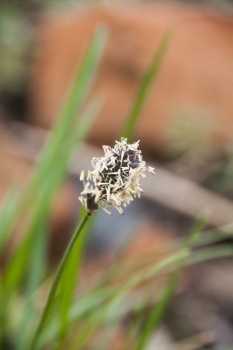 Sesleria heufleriana - Grnes Kopfgras (BIO)