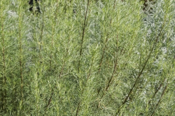 Artemisia abrotanum Citrina - Zitronige Eberraute (BIO)