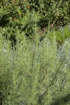 Artemisia abrotanum Citrina - Zitronige Eberraute (BIO)