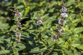 Mentha arvensis var. piperascens Cernolistnaja - Memel Minze, Litauische Minze (BIO)