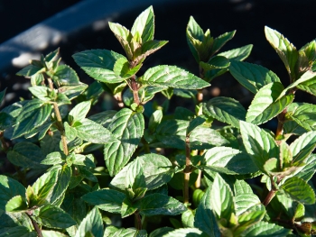Mentha x piperita Chocolate - Schoko-Minze (BIO)
