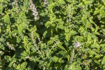 Mentha spec. Erdbeer - Erdbeer-Minze (BIO)