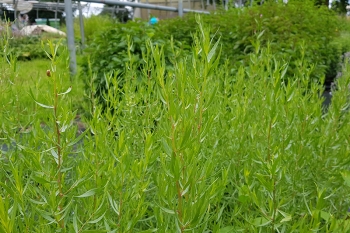 Artemisia dracunculus var. sativus - Franzsischer Estragon (BIO)