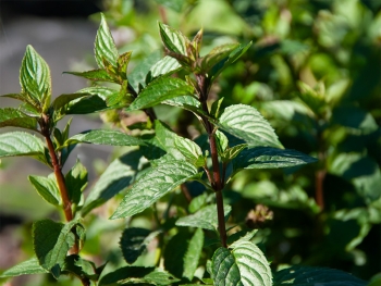 Mentha spicata Black Spearmint - Dunkle Spearmint (BIO)