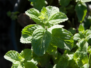 Mentha spec. Nemorosa - Hemingway-Minze / Mojito-Minze (BIO)