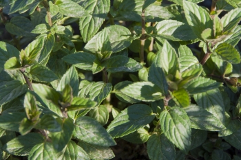 Mentha x piperita Mitcham - Englische Pfefferminze (BIO)