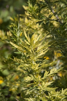 Artemisia vulgaris Oriental Limelight - Panaschierter Beifu� (BIO)