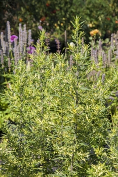 Artemisia vulgaris Oriental Limelight - Panaschierter Beifu� (BIO)