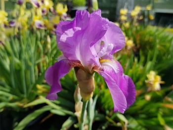 Iris barbata-elatior Lavanesque - Hohe Bart-Schwertlilie (BIO)