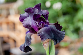 Iris barbata-elatior Superstition - Hohe Bart-Schwertlilie (BIO)