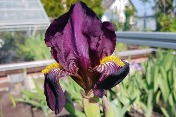 Iris barbata-media Ranger - Mittelhohe Bart-Schwertlilie (BIO)