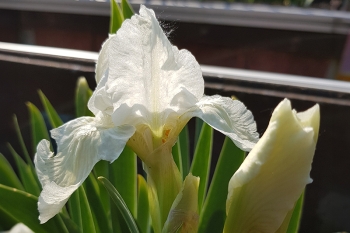 Iris barbata-nana Die Braut - Zwerg Bart-Schwertlilie (BIO)