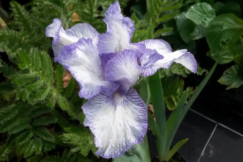 Iris barbata-nana Petite Polka - Zwerg Bart-Schwertlilie (BIO)