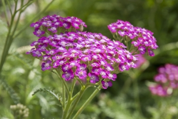 Achillea millefolium Kirschknigin - Schafgarbe