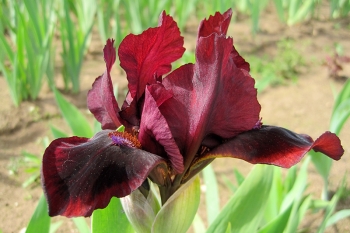 Iris barbata-nana Snuggle Bug - Zwerg Bart-Schwertlilie (BIO)