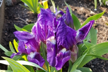 Iris barbata-nana Cyanea - Zwerg Bart-Schwertlilie (BIO)