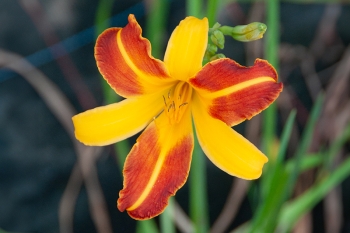 Hemerocallis Hybride Frans Hals - Grobltige Taglilie (BIO)