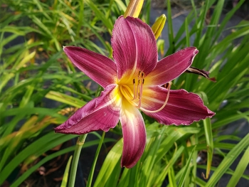 Hemerocallis Hybride Shady Side - Grobltige Taglilie (BIO)