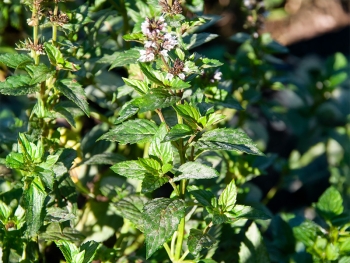 Mentha spicata var. anisata - Anis-Minze (BIO)