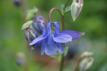 Aquilegia alpina - Alpen-Akelei (BIO)