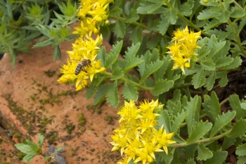 Sedum floriferum Weihenstephaner Gold- Gold Fetthenne (BIO)
