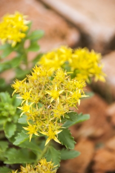Sedum floriferum Weihenstephaner Gold- Gold Fetthenne (BIO)