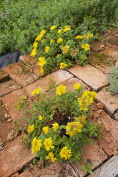 Sedum floriferum Weihenstephaner Gold- Gold Fetthenne (BIO)