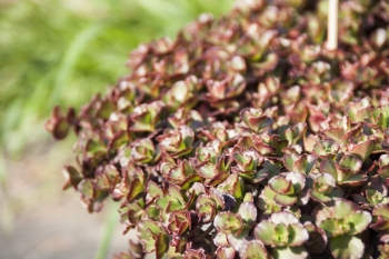 Sedum spurium Fuldaglut - Kaukasus-Fetthenne (BIO)