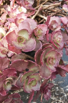 Sedum spurium Fuldaglut - Kaukasus-Fetthenne (BIO)