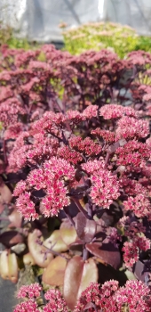 Sedum Telephium-Hybride Karfunkelstein - Hohe Fetthenne (BIO)