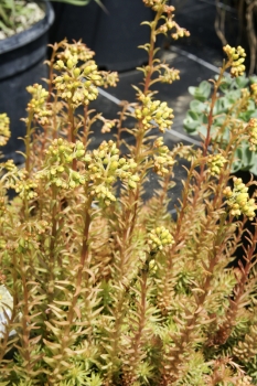 Sedum reflexum Angelina - Gold-Tripmadam (BIO)