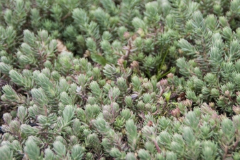 Sedum refelxum Elegans - Silber-Tripmadam (BIO)