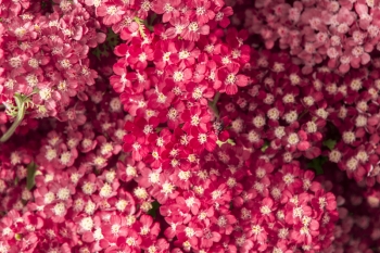 Achillea millefolium Paprika - Schafgarbe