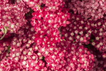 Achillea millefolium Paprika - Schafgarbe (BIO)