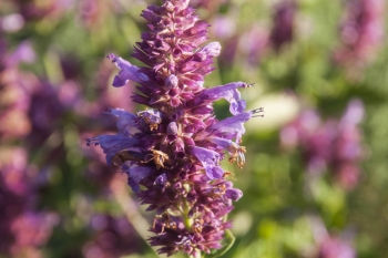 Agastache Hybride Globetrotter - Duftnessel (BIO)