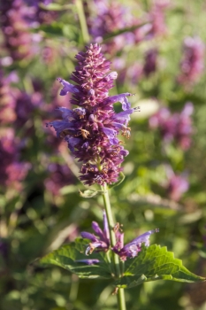 Agastache Hybride Globetrotter - Duftnessel (BIO)