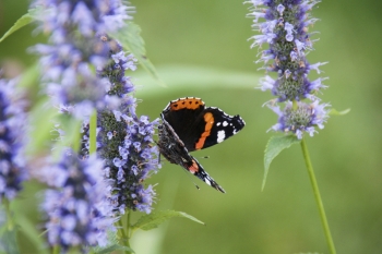 Agastache Hybride Blue Fortune - Blaunessel