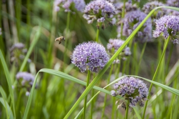 Allium lusitanicum (= montanum) - Berg-Lauch