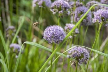 Allium lusitanicum (= montanum) - Berg-Lauch (BIO)