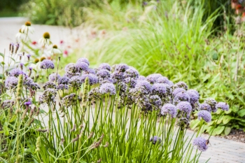 Allium lusitanicum (= montanum) - Berg-Lauch (BIO)
