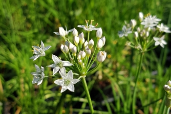 Allium tuberosum - Schnitt-Knoblauch (BIO)