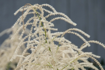 Aruncus dioicus - Wald-Geibart (BIO)